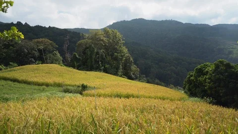 Green fields when the sun rises and there is sunshine, Stock Footage 122155647