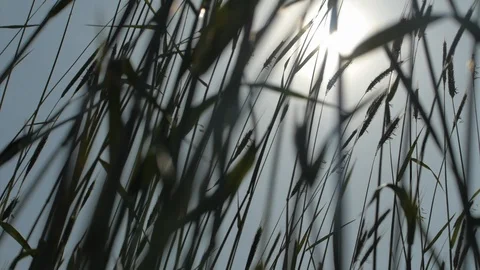 Green fields with wind blowing the tall grass - sunlight shines. Stock Footage 106302522