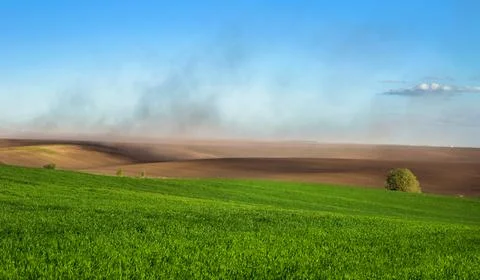 Green fields of winter wheat with alone tree, beautiful landscapes of plowed  Stock Photos