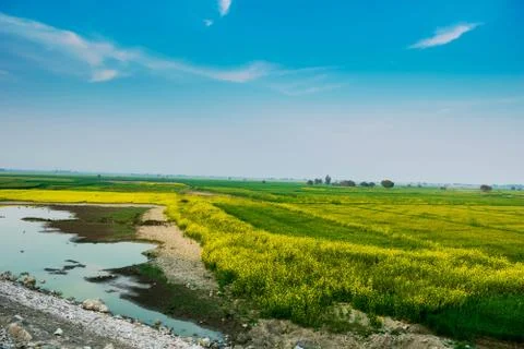 Green fields with yellow flowers Stock Photos