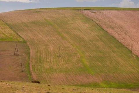 Green fields of young wheat in the mountains. Shemakha. Azerbaijan. Stock Photos