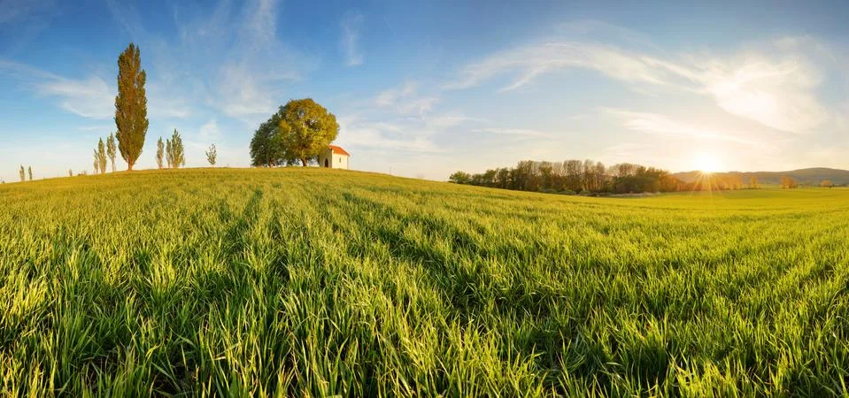 Green fields of young wheat on a spring Stock Photos