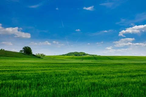 Green fields of young wheat on a spring Stock-Fotos