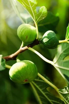 Green fig fruit on the branch Stock Photos