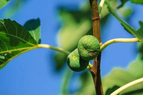 Green fig fruit on the branch Stock Photos