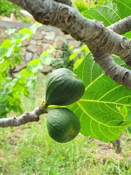 Green Fig Fruit on Fig Tree Branch With Large Leaf Close-Up in Garden Stock Photos
