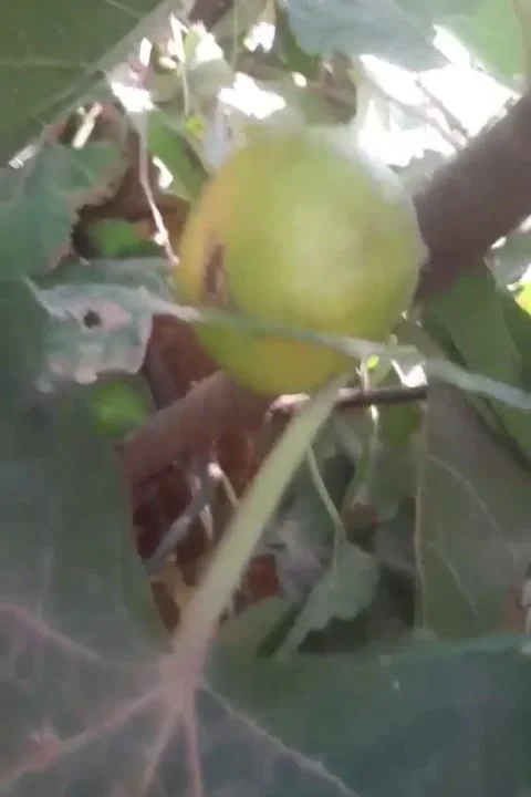 A green fig fruit hanging on a tree branch among lush green leaves. 스톡 동영상 343362078