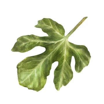 Green fig fruit leaf from a tree. Plant botanical clipart, watercolor hand Stock Illustration