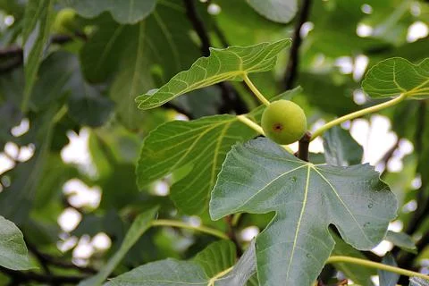 Green fig fruit Stock Photos