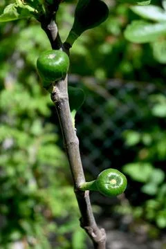 Green Fig Growing on Tree Close-Up, Natural Fruit Development Concept Fotos Stock