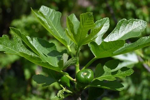 Green Fig Growing on Tree Close-Up, Natural Fruit Development Concept Fotos Stock