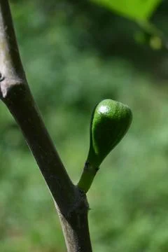 Green Fig Growing on Tree Close-Up, Natural Fruit Development Concept Photos