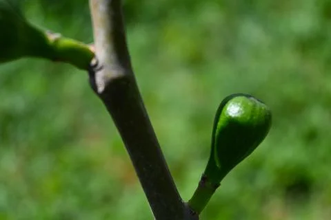 Green Fig Growing on Tree Close-Up, Natural Fruit Development Concept Fotos Stock