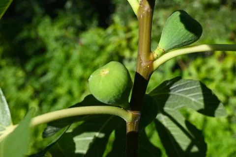 Green fig growing on a tree Фото