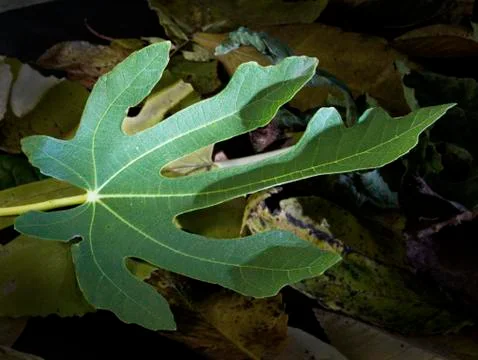 Green fig leaf against the background of fallen and decayed leaves. Contrast  Stock Photos