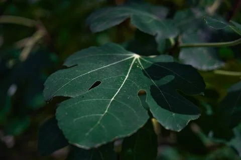 Green fig leaf in the foreground Photos