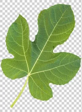 Green fig leaf isolated on a transparent background Stock Photos