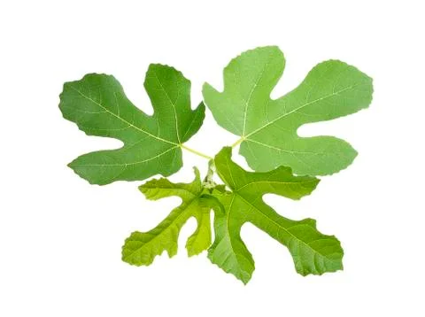 Green  fig leaf isolated on white background Stock Photos