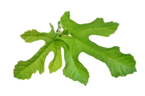 Green  fig leaf isolated on white background Stock Photos