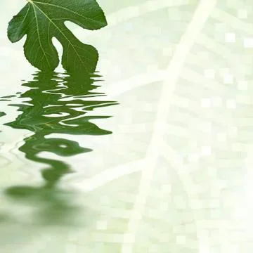 Green fig leaf reflecting in the water Stock Illustration