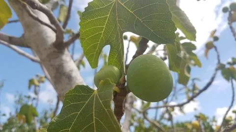 Green fig Stock Photos