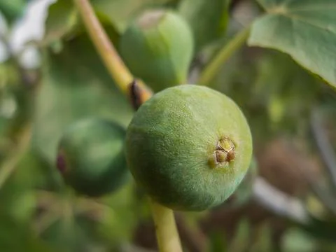 Green Fig Stock Photos