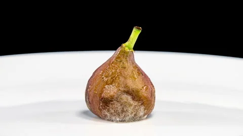 Green Fig Rotting on White Plate Background. Time Lapse Shot of Brown Berry.. Stock Footage 346151693