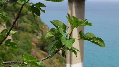 A green fig tree branch against the backdrop of the sea and a bridge. 스톡 동영상 343112945