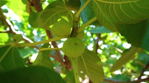 Green fig on the tree. Stock Footage 116975116