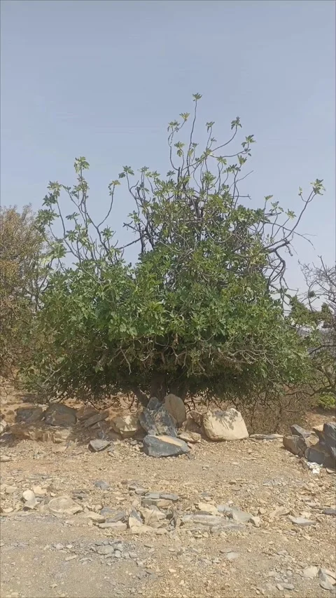 Green fig tree growing in rocky rural landscape Stock Footage 346235562