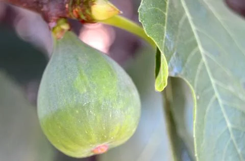 Green fig on the tree Фото