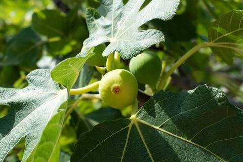 Green fig on a tree. Stock Photos