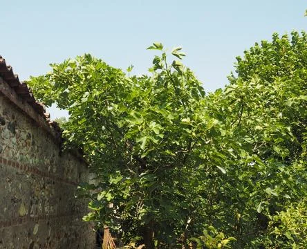 Green fig tree Stock Photos