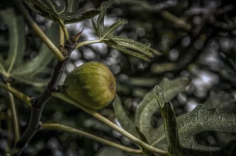 A green fig on a tree Stock Photos