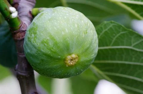 Green fig on the tree, tuscany Stock Photos