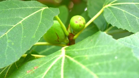 Green figs on branch Stock Footage 112515593