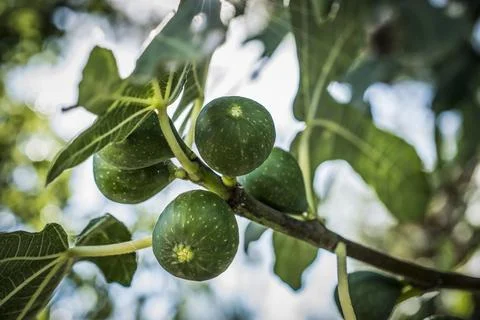 Green figs on a branch Stock Photos