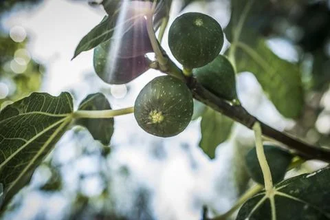 Green figs on a branch Stock Photos