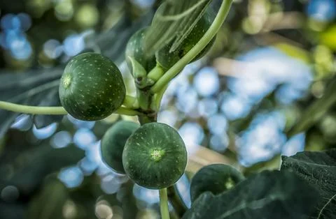 Green figs on a branch Stock Photos