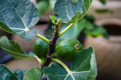 Green figs on a bush Stock Photos
