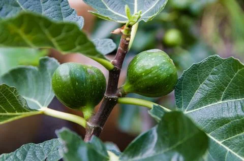 Green figs on a bush Foto stock
