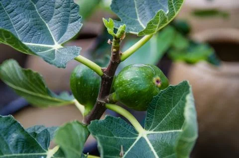 Green figs on a bush Stock Photos