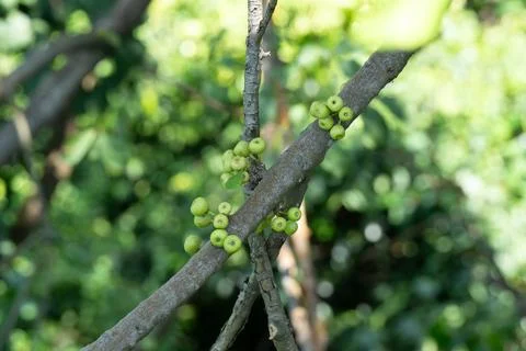 Green figs cluster on a tree branch Stock Photos