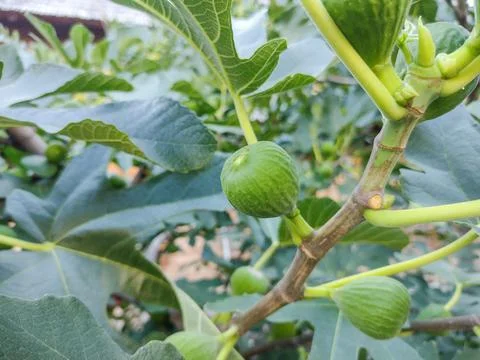 Green figs in the fig tree in summer. Closeup fig Fotos de archivo