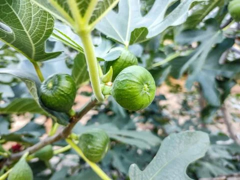 Green figs in the fig tree in summer. Closeup fig Stockfoto's