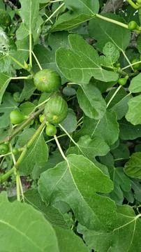 Green Figs Growing on a Fig Tree in Summer Stock Photos