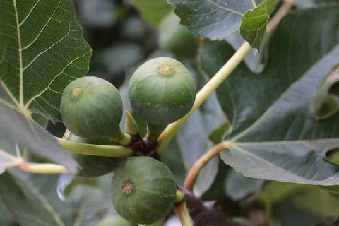 Green Figs Growing on Fig Tree Branch Fotos Stock