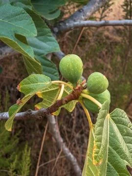 Green figs growing on fig tree branch close up Stock Photos