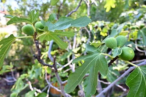 Green Figs Growing On A Fig Tree Stock Photos
