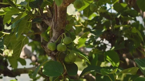Green figs growing on a tree branch near Rudranath Temple Video stock 345652907